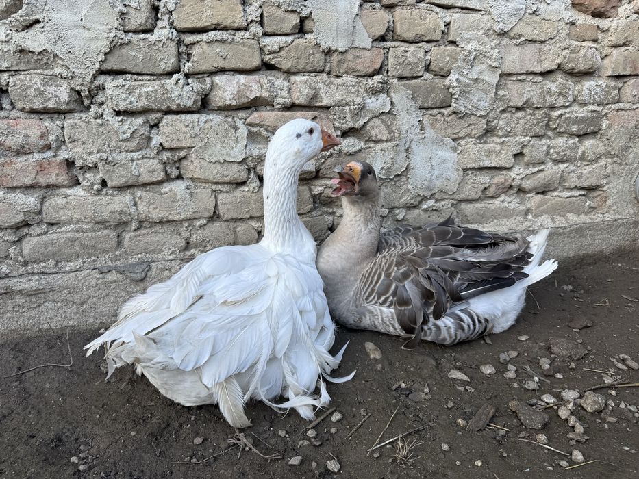 Vand o pereche de gaste crete