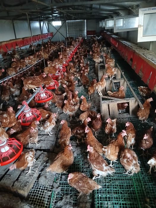 Кокошки носачки за яйца