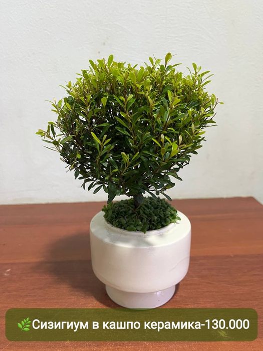 Пахира, Сизигиум, Эпипремнум, Хамедорея,  и др