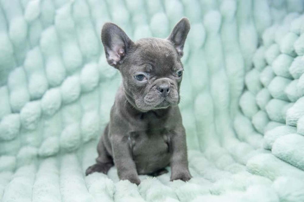 bulldog francez blue