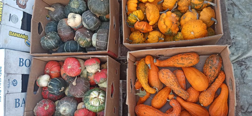 Тикви  за декорация