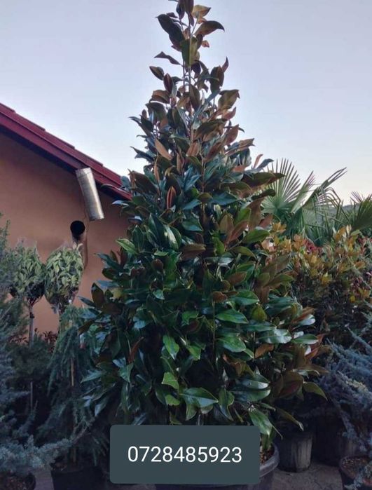 Magnolii Grandiflora - Flori Mari și Parfumate pentru Peisajul Tău