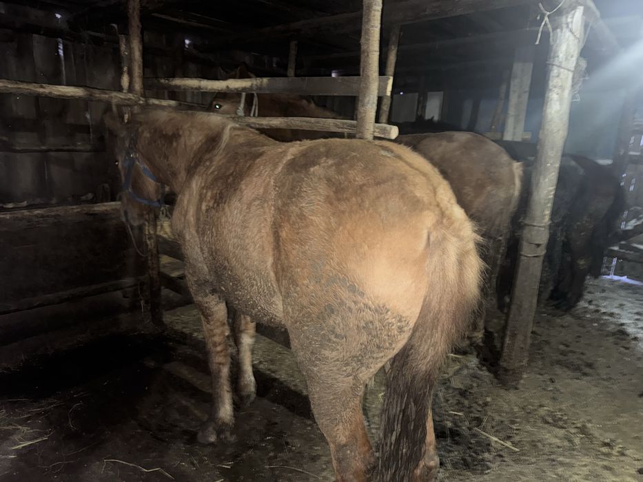 Продам лошадей с откорма