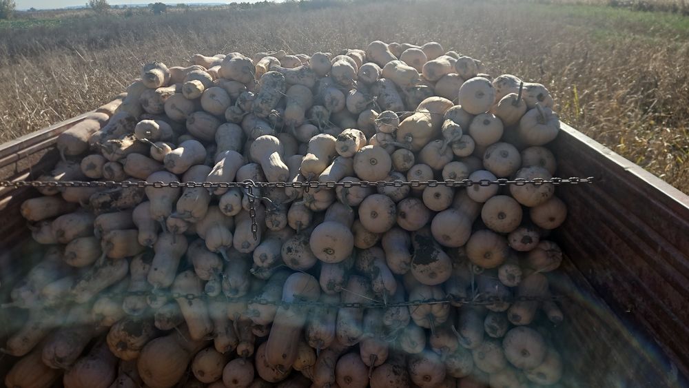 Dovleac placintar matilda