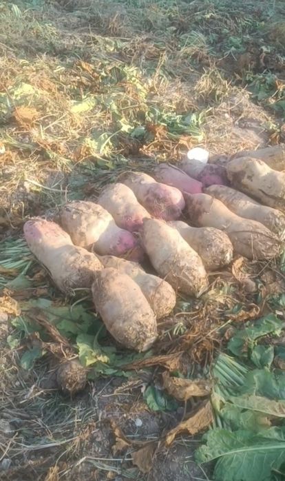 Кормовой лавлаги