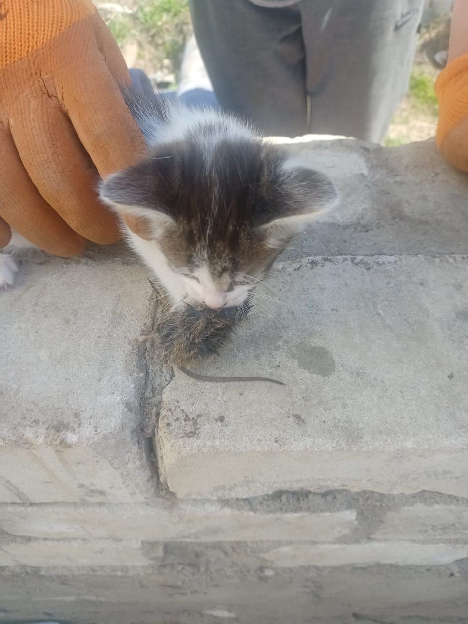 Отдам Котят Даром