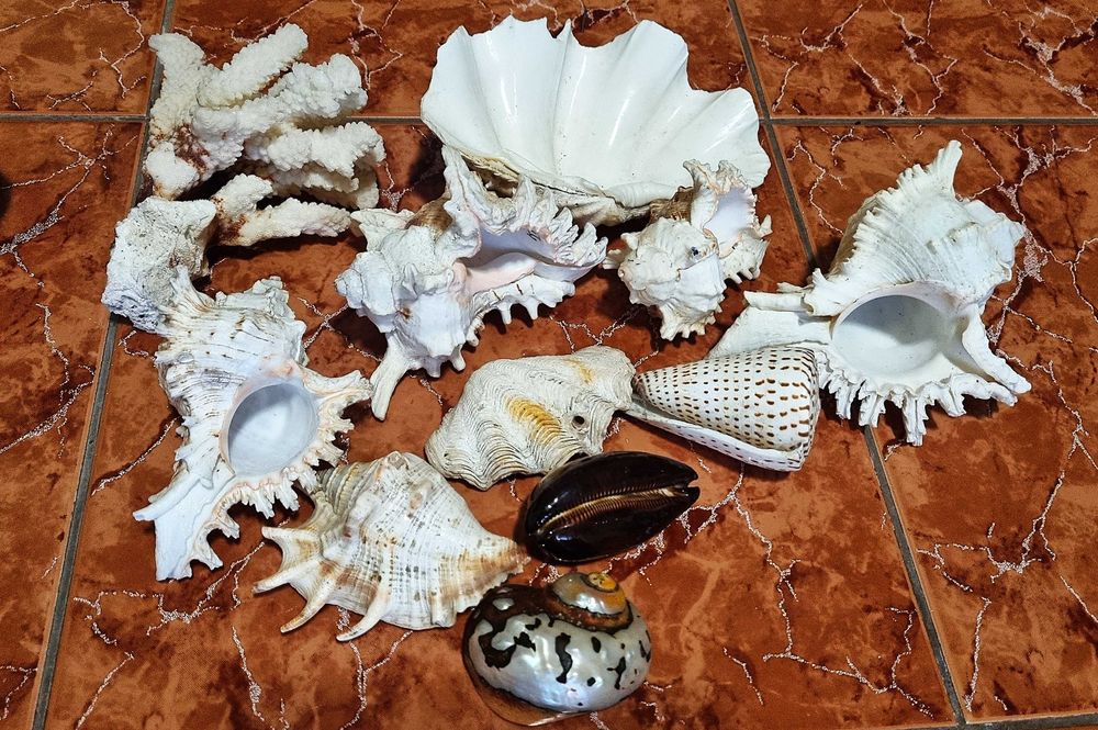 Scoici pentru colectie