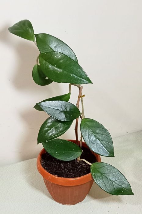 Продам. Хойя Карноза.