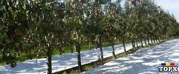 Agrotextil alb Belgia