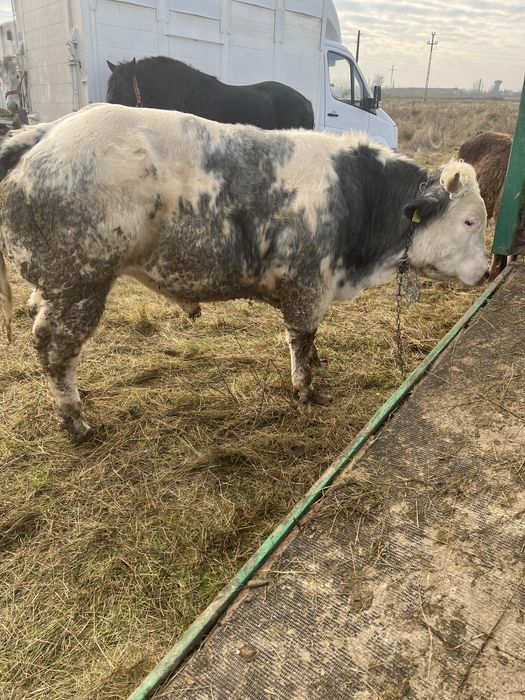 vind vitel de 8 luni 560 kg  ieste cuminte si blind  fac si schimb cu