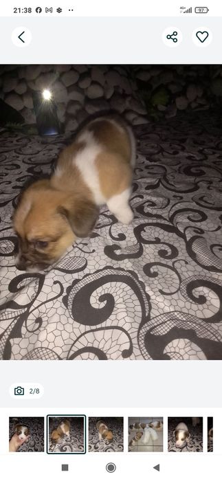 Donez. Pui de cîine