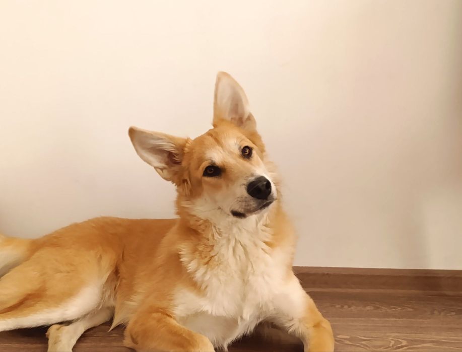 Отдам собаку в хорошие руки