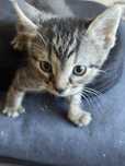 Dau spre adoptie doi pisoi (baietei)