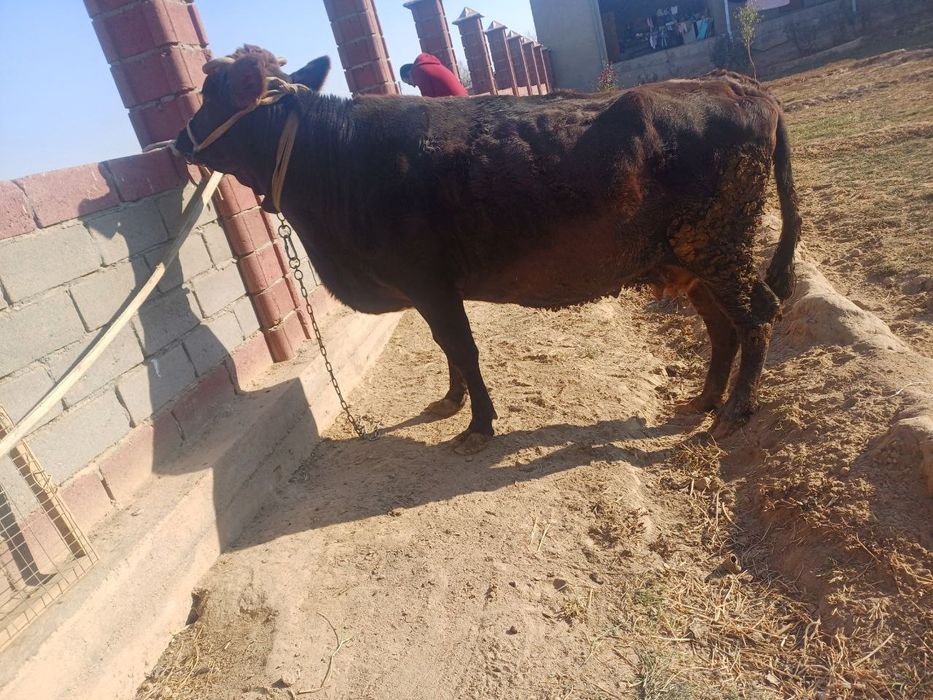 Yeb ichishi zur  soglom