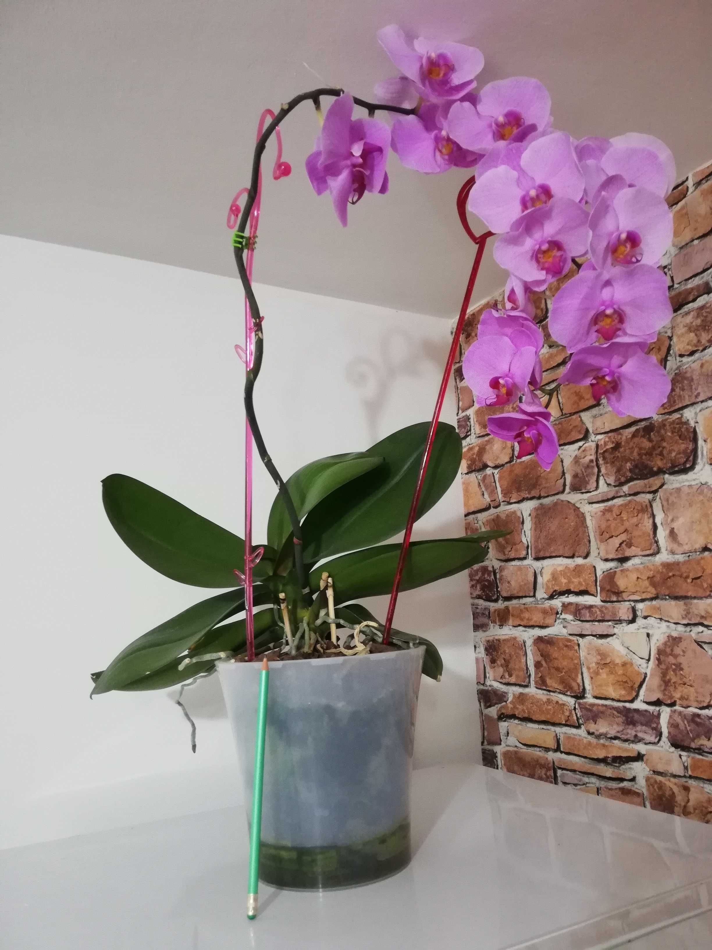 Orhidee în ghivece cu autoudare