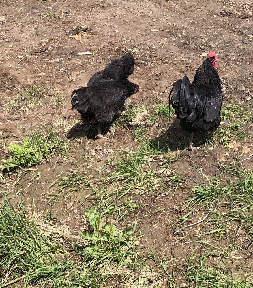 Gaini Australorp