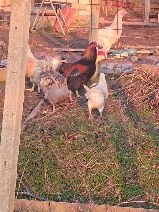 Млади петли на по 5 м