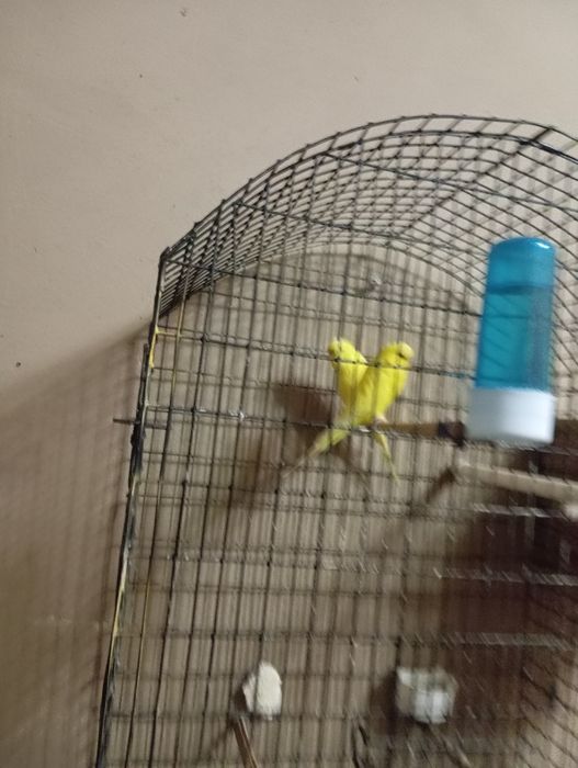 Продам попугая андурка пара