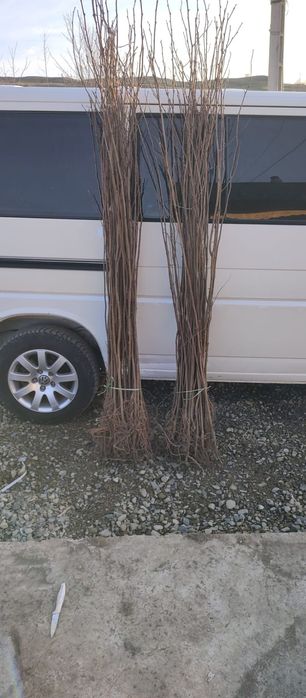 Puieți salcâm frasin tei fag carpen stejar mesteacăn plop brad molid