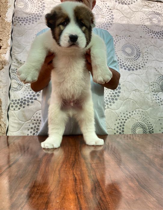 Щенок Алабая ( Супер Гигант )