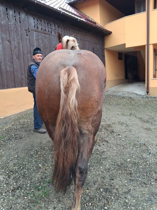 Se vinde cal de lucru