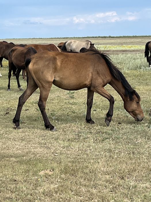 Продам кабылу с жеребенком