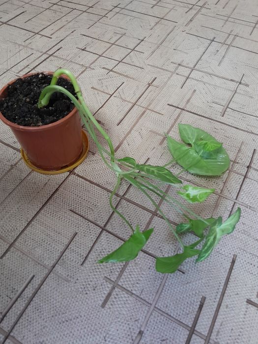 Продам цветок  , молодой