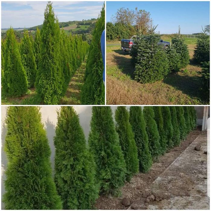 Plante ornamentale chiparosi leilandi