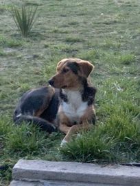 Изгубено куче в района на Цигов чарк - язовир Батак