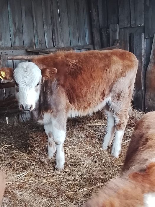 Продам три бычка патсосы