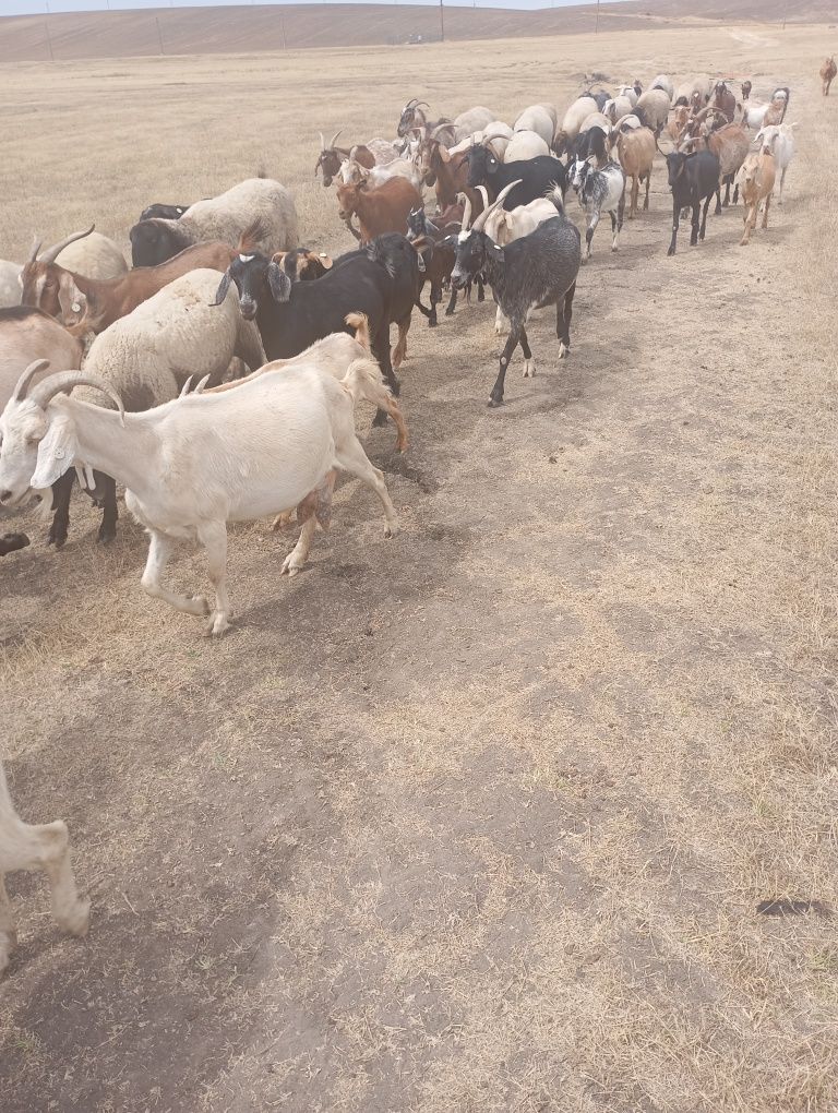 30 capre bune de muls și o iada un an și un țap