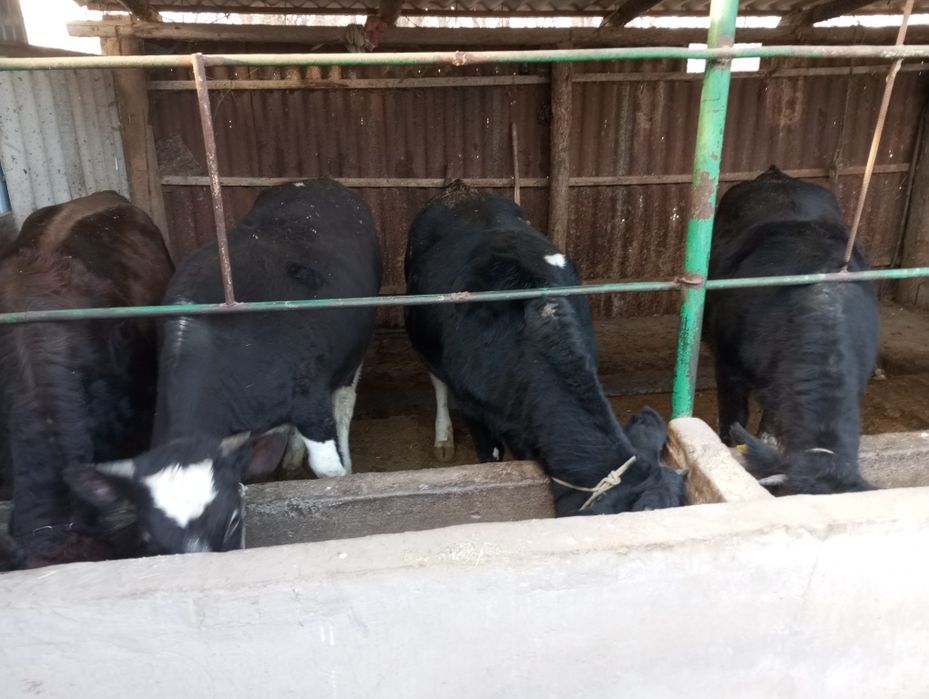 Продаются тёлки справные