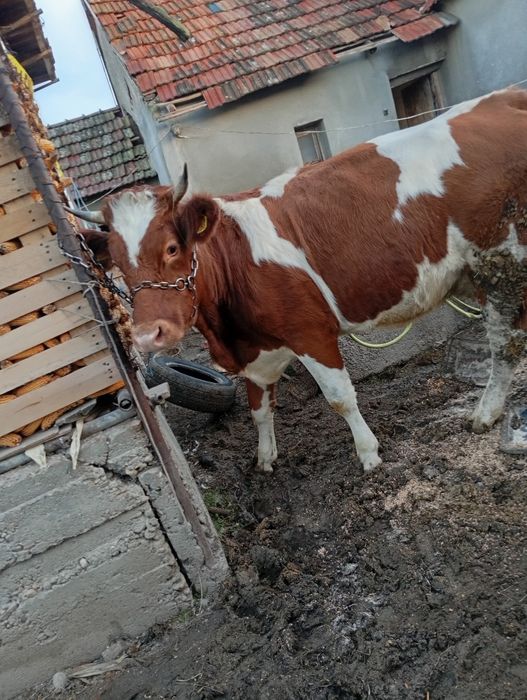 Vind vaca cu vițel