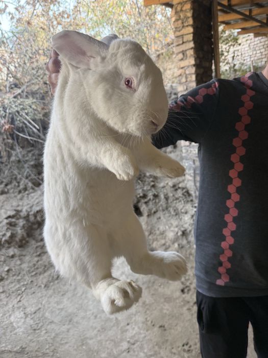 Продаётся кролик-великан