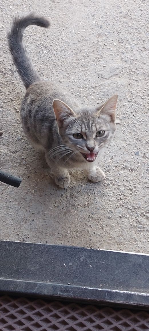 Бесплатно  котята
