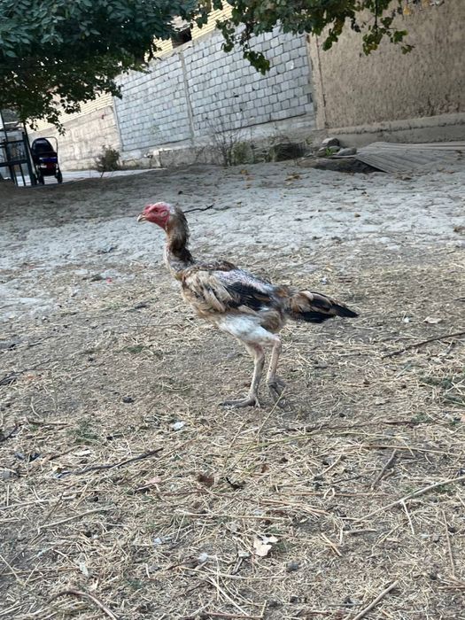 Продам дакан курицу мощные