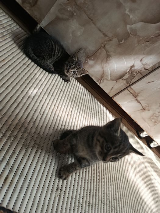 Котята мальчики 2 месяца в добрые руки