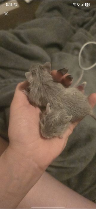 Pui veverițe degu pentru adoptie