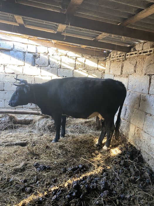 Продам корову с бычком