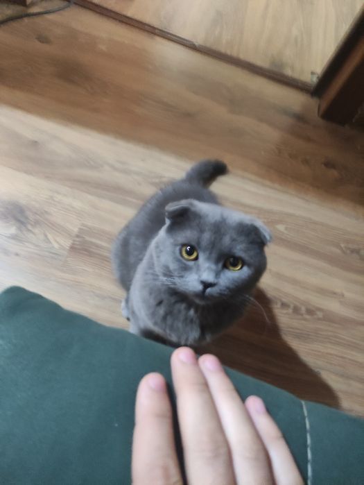 Кот породы скоттиш фолд