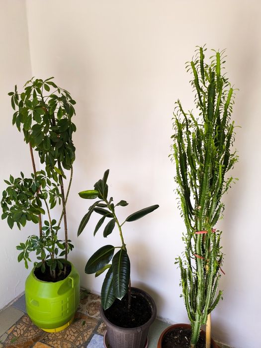 Продам хорошие домашние растения