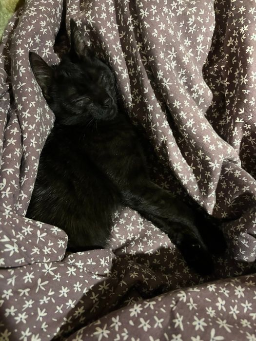 Donez Pisica Neagra Tigrata