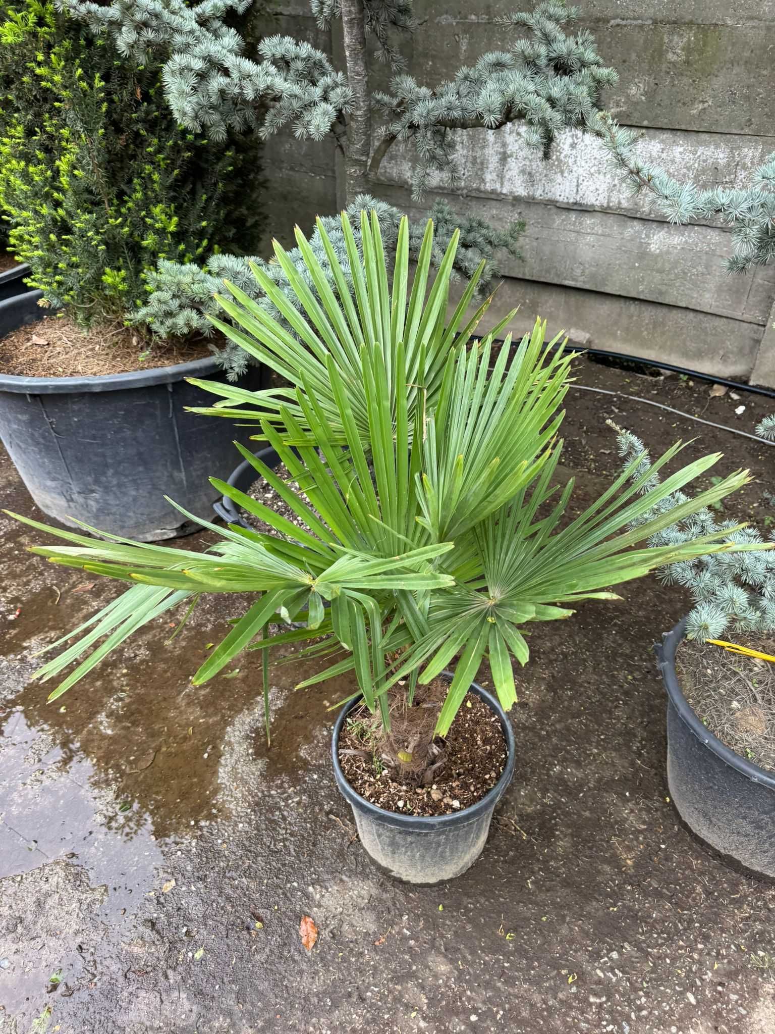 Trachycarpus Fortunei – Palmierul care rezistă iarna!