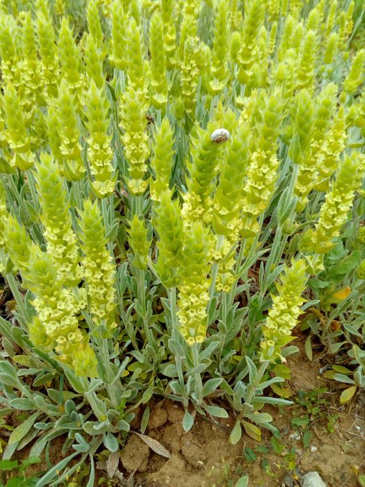 Продавам разсад Мурсалски чай-ПРИЕМАМ И ПОРЪЧКИ ЗА РАЗСАД !