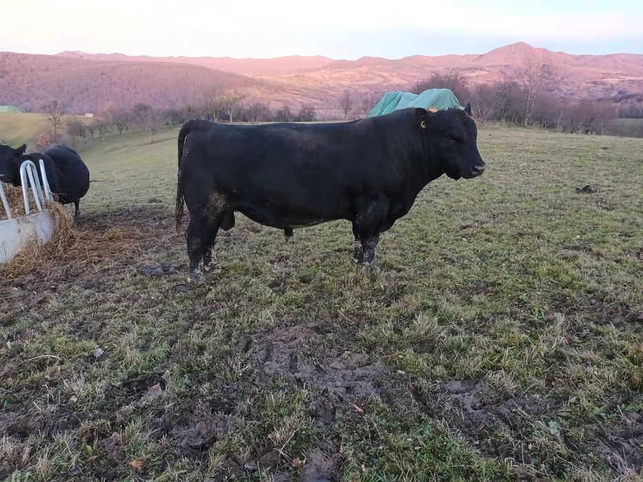 Vând taur  Angus