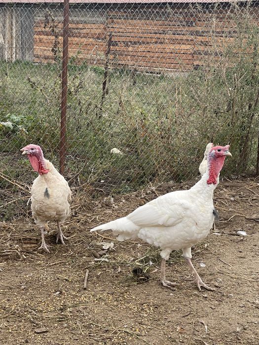 Păsări de curte: cocoși Brahma (6 luni) și curcani (1 an)