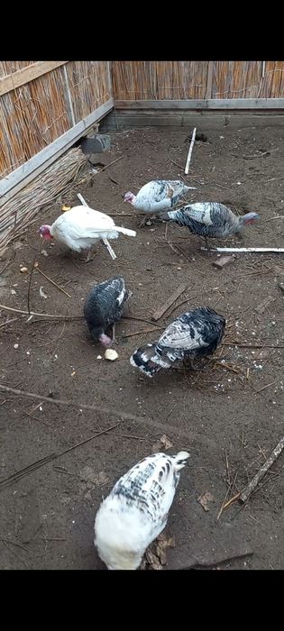 Күркетауық (индюк) сатылады