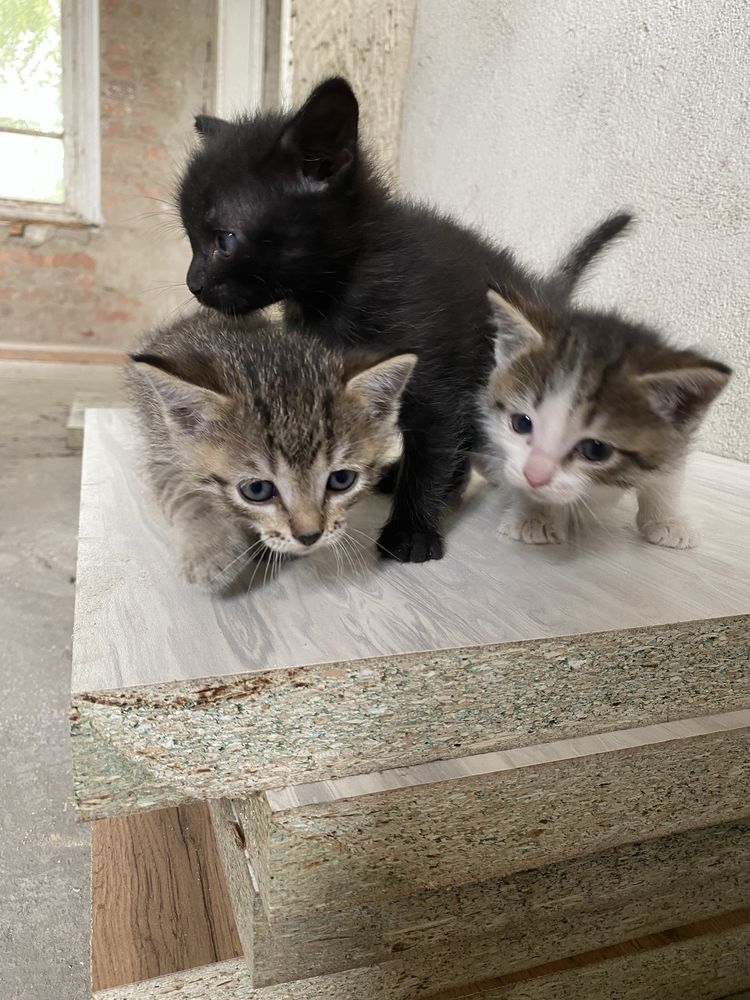 Отдам прелестных котят 2 мальчика, 1 девочка