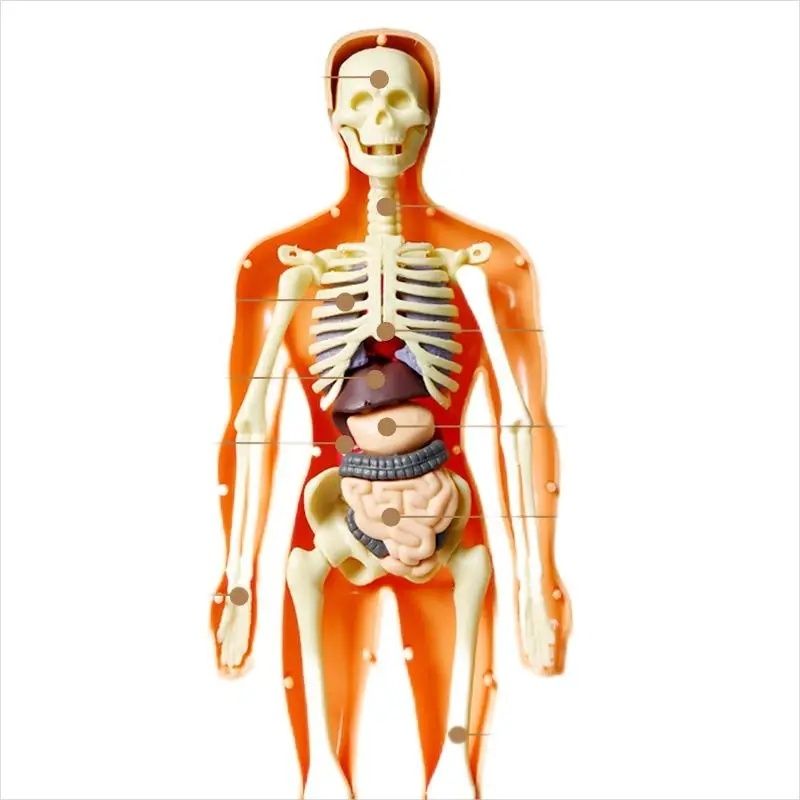 Corpul uman, schelet + organe 30cm / Set Educativ copii
