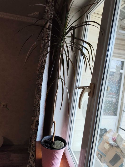 Комнатные цветы пальма Драцена